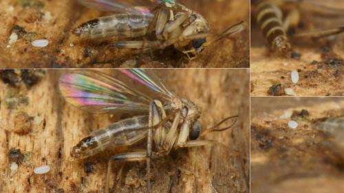 Réf. 222 982 : Phronia conformis